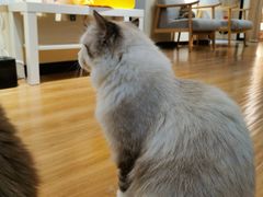 -滚猫咖啡·猫咖·猫友好撸猫(未来城店)