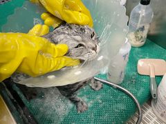 -北京观赏动物医院·24小时大型综合·猫专科·异宠专科