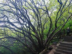 -紫金山山顶公园