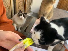 -喵屿·大理花园猫咖