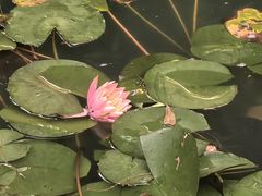 -十八棵（老龙井）御茶园(老龙井店)