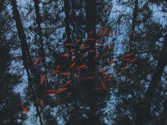 -东湖落雁景区