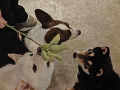 -自由生长植物工作室(深港花卉中心店)