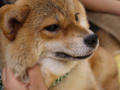-逗柴咖啡屋·狗咖猫咖宠物桌游