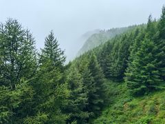 -苏木山森林公园