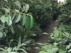 -龙大花卉苗木市场