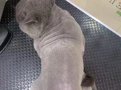 -车接车送·寄养洗护·德文猫舍(大宁店)