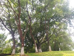 -玉树公园
