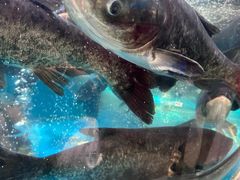 -魏铭鱼头捞饭(晋阳路店)