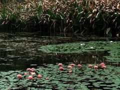 -白鹭湾湿地公园