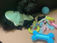 -宠福鑫康馨动物医院·骨科·眼科