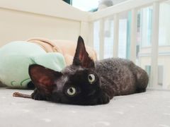 -十年猫舍·猫咪专门店(普陀店)