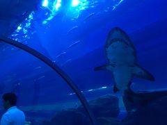 -迪拜水族馆及水下动物园
