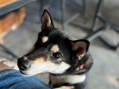 -柴犬高等学院·狗咖·柴犬售卖·宠物训练