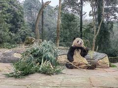 -中国大熊猫保护研究中心雅安碧峰峡基地