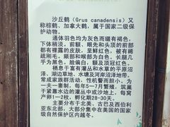 -盐城丹顶鹤湿地生态旅游区