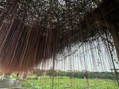 -尚果生态采摘园