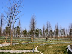 -合肥滨湖国家森林公园