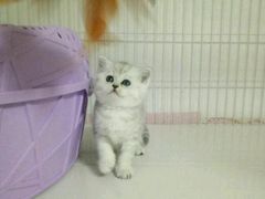 -东方名猫馆·英短金渐层布偶猫舍(环线广场1号楼店)