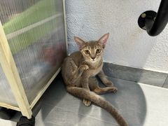 -琪喵猫屋·撸猫猫咖·猫舍