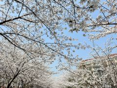 -高东镇樱花园