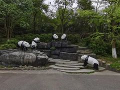 -都江堰中华大熊猫苑