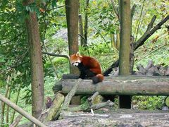 -都江堰中华大熊猫苑