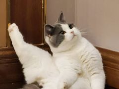 -蓉李记成都名小吃(武汉菱角湖万达店)