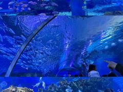 -海合安武汉极地海洋公园