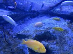 -芜湖新华联大白鲸海洋公园