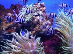 -芜湖新华联大白鲸海洋公园