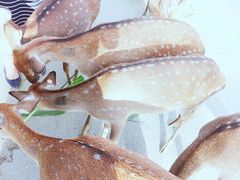-鹿境梅花鹿生态园区