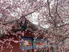-桃花堤公园