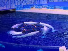 -珠海长隆海洋王国