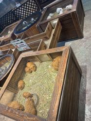 -酷嗒动物文化乐园(cutezoo西溪乐天城店)