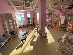 -70cat德文卷毛猫·缅因猫纯种猫舍