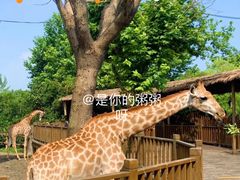 -上海野生动物园