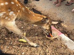 -清迈夜间动物园