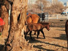 -赛汗塔拉风情园