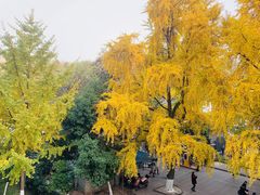 -四川大学(华西校区)