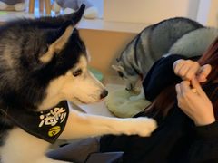 -Husky Go! 哈士奇体验馆·宠物咖啡厅狗咖