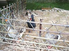 -福建鲤鱼洲酒店