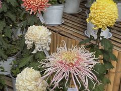 -上海共青森林公园