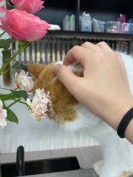 -蚂蚁造型俱乐部