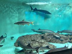 -太平洋海底世界