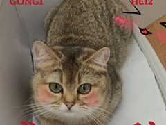 -COLOR PETS 撸猫馆·购猫·猫咖(长风大悦城店)