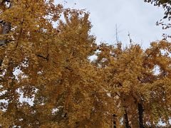 -高庙村(地铁站)