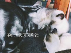 -喵店&猫咖