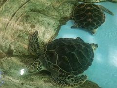 -芜湖新华联大白鲸海洋公园