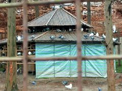 -黄海国家森林公园